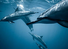 CBA全明星周末遇冷（下）：缺少顶流或让遇冷成常态